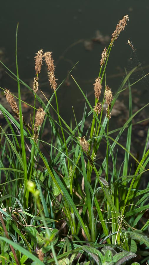 Carex in ambiente umido